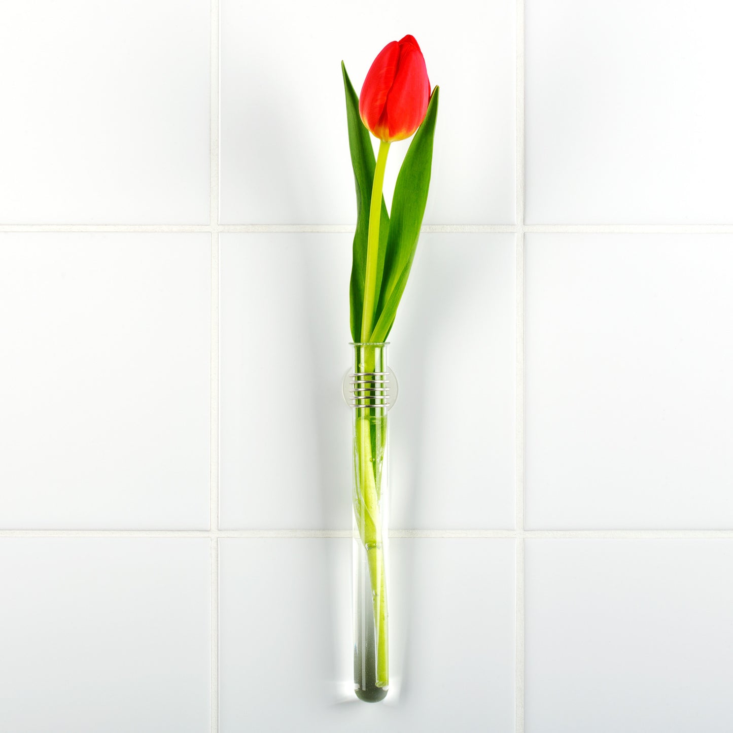 Rosie - Reagenzglas-Vase mit Saugnapf